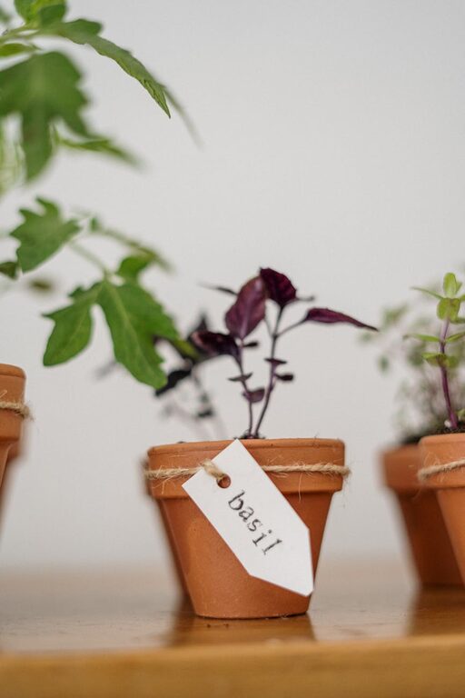 How to Start a Small Herb Garden Indoors: A Beginner’s Guide